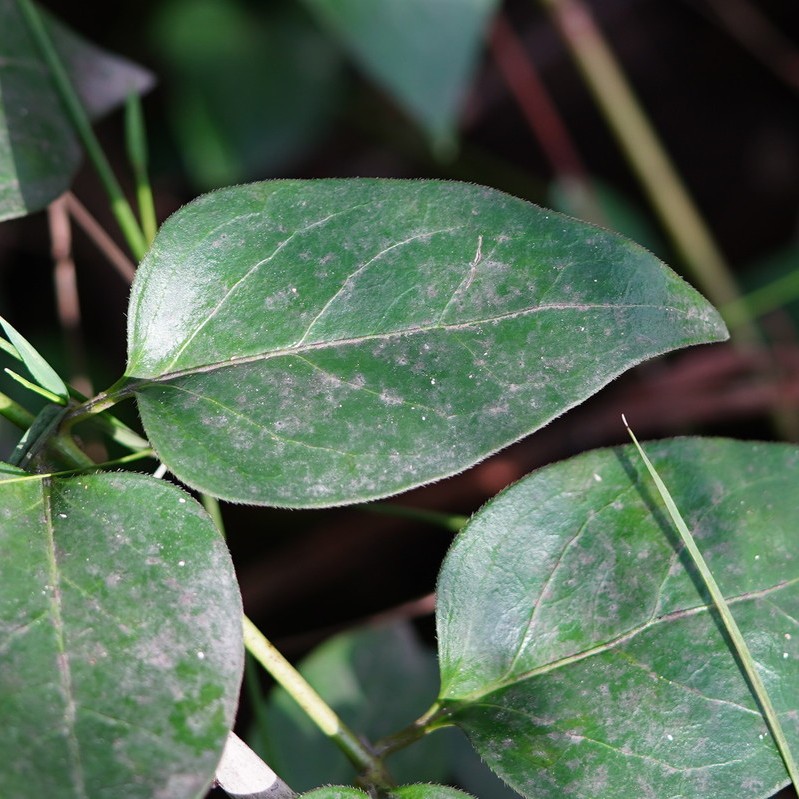 © Reiner Richter, iNaturalist (CC-BY-NC-SA) Image of greater periwinkle leaves