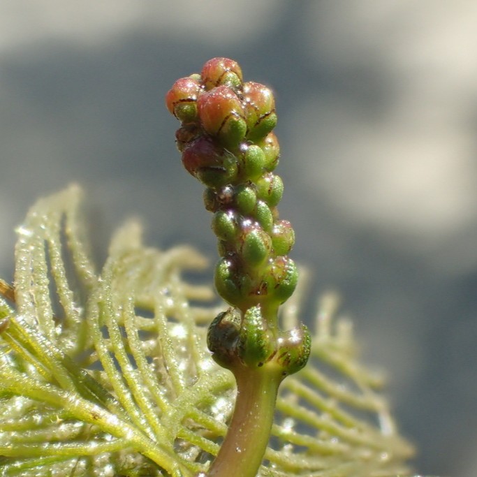 Image of eurasian water-milfoil fruit