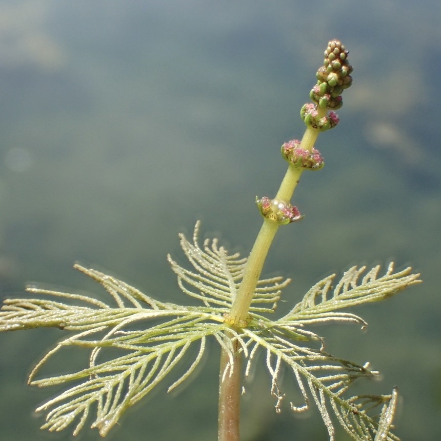 Closeup image of eurasian water-milfoil