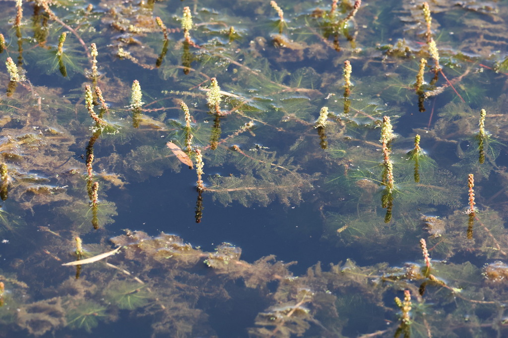 Image of Eurasian Water-Milfoil