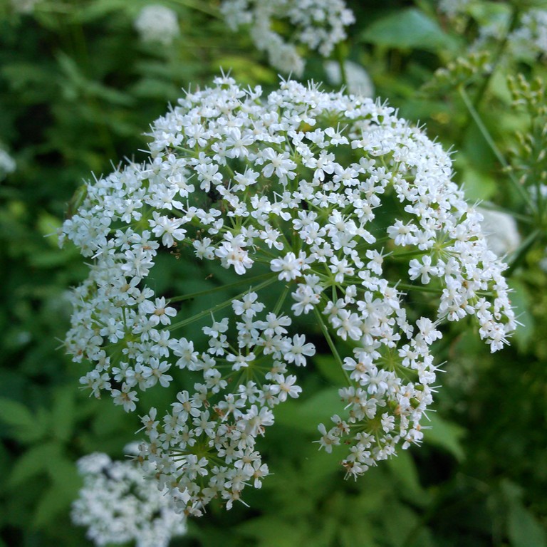 © Ape, iNaturalist (CC-BY) Image of goutweed flower