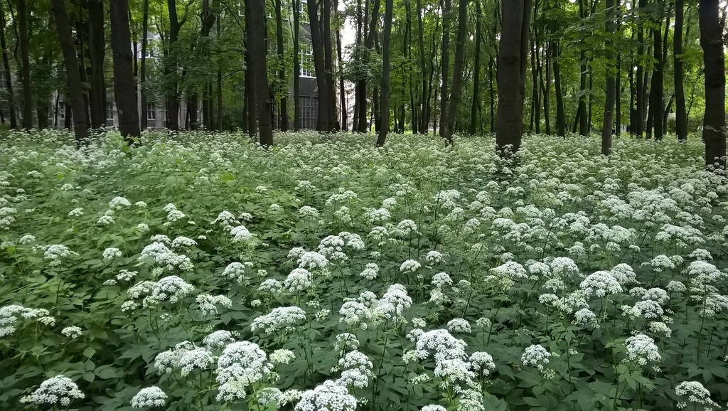 Goutweed Image of a field of goutweed