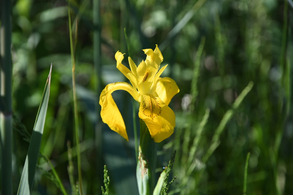 Image of Yellow Iris