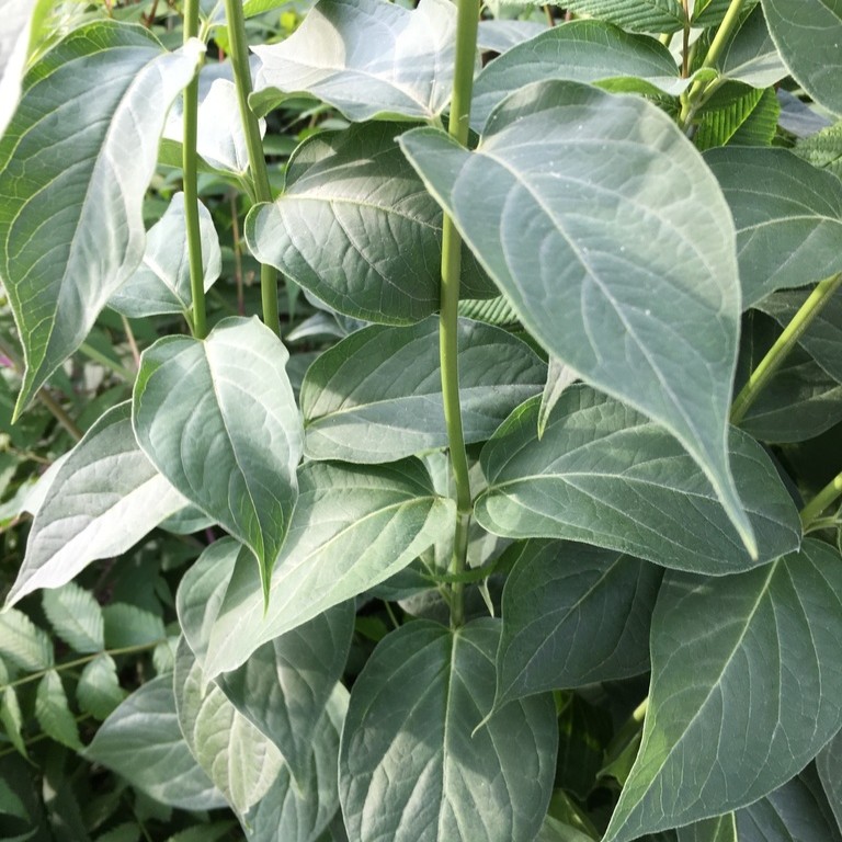 © jacuzzi_sweets, iNaturalist (CC-BY-NC) Image of Dog-strangling vine leaves