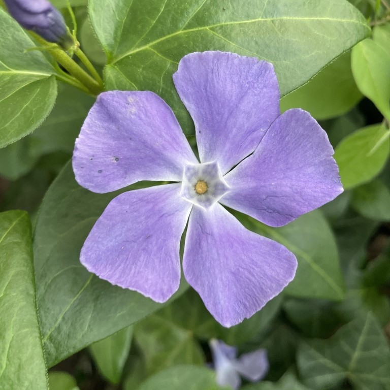 © sammysaunter, iNaturalist (CC-BY-NC) Image of greater periwinkle flower