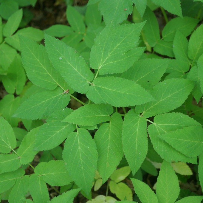 © Сергей, iNaturalist (CC-BY-NC) Image of goutweed leaves